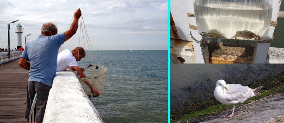 collage vissen met een los kruisnet - opgeviste krabben - meeuw