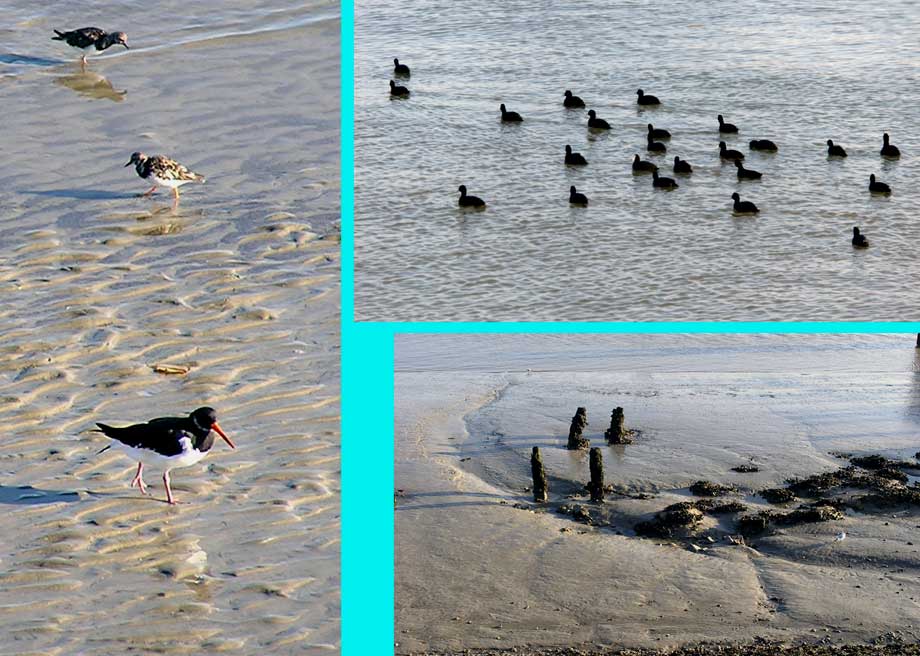 collage watervogels en slikken
