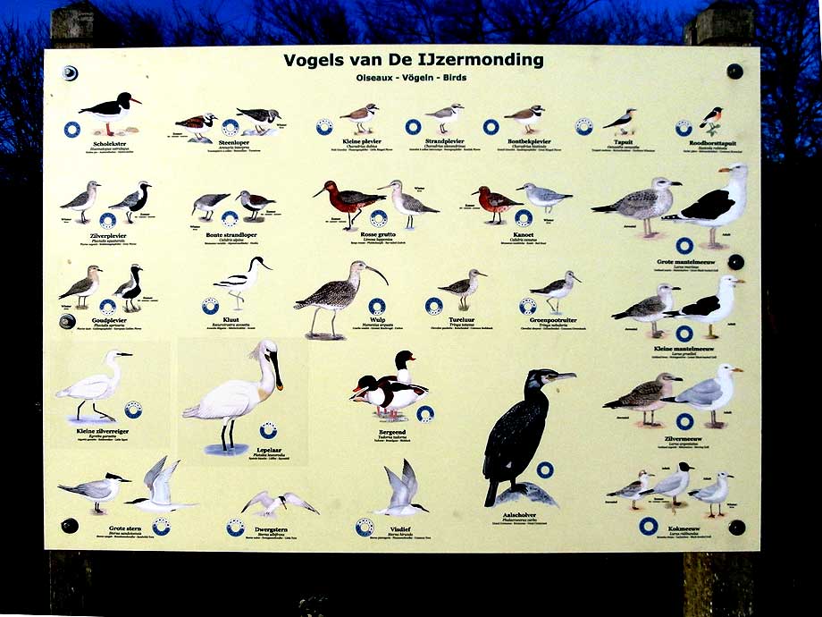 infobord veel voorkomende watervogels in het domein